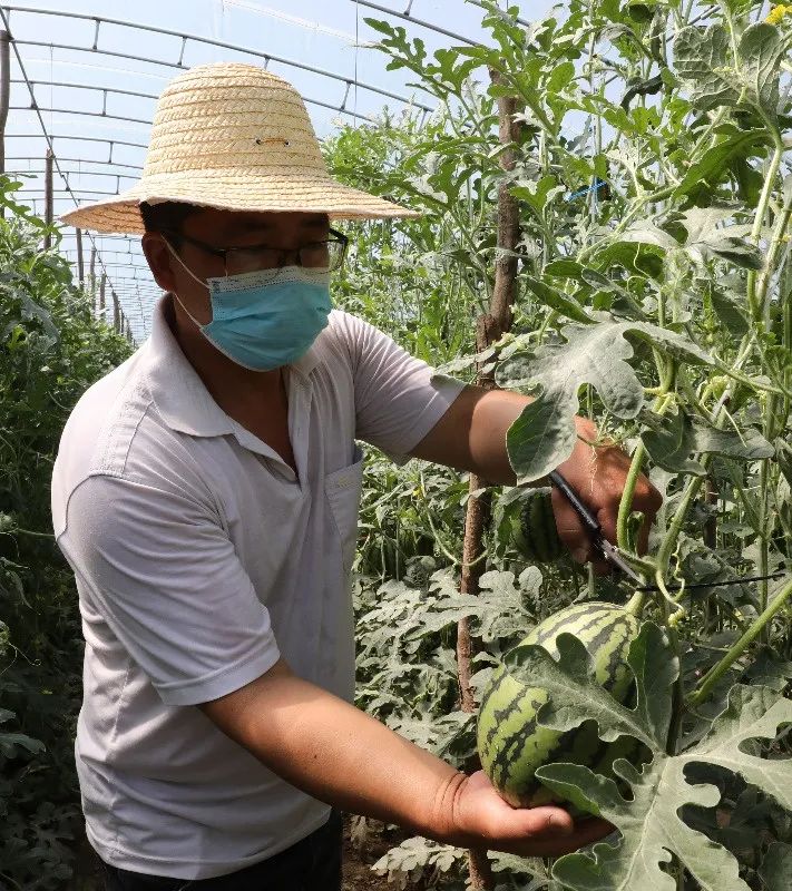 致富种植吊瓜视频_种植吊瓜致富_致富种植吊瓜图片