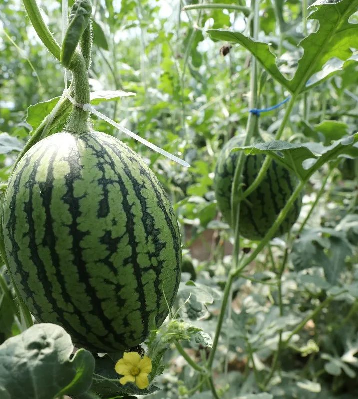 种植吊瓜致富_致富种植吊瓜图片_致富种植吊瓜视频