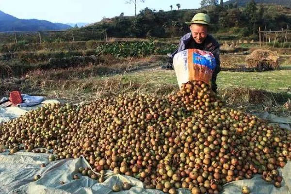 农村致富新项目种植_农村致富app_农村种植致富软件