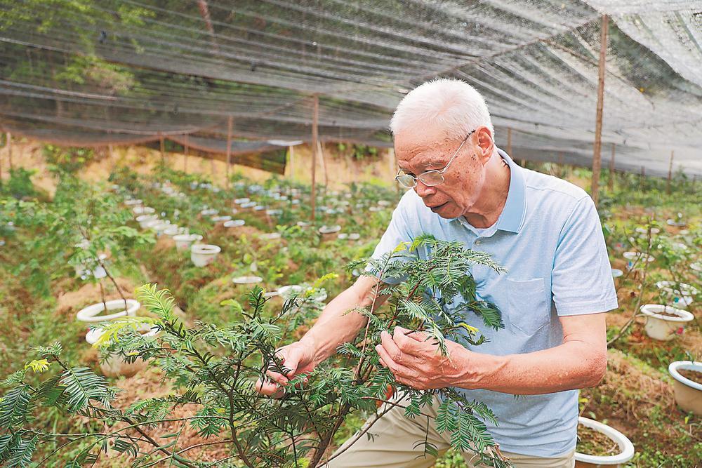 红豆杉种植技术介绍_种植红豆杉介绍技术要求_种植红豆杉介绍技术和方法