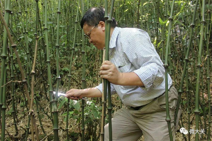 佛肚竹种植技术_致富种植大佛肚竹怎么样_种植大佛肚竹致富