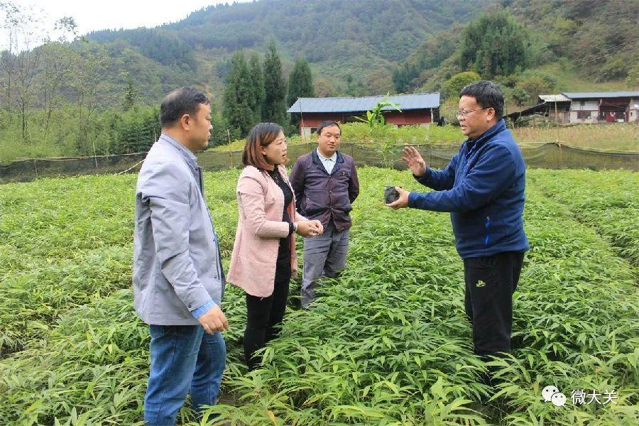 种植大佛肚竹致富_致富种植大佛肚竹怎么样_佛肚竹种植技术