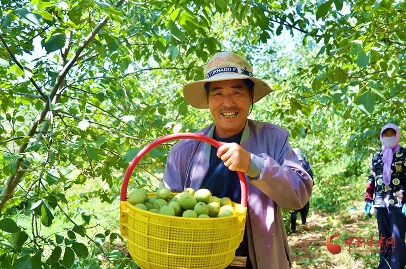 崇信：核桃迎丰收 致富有奔头