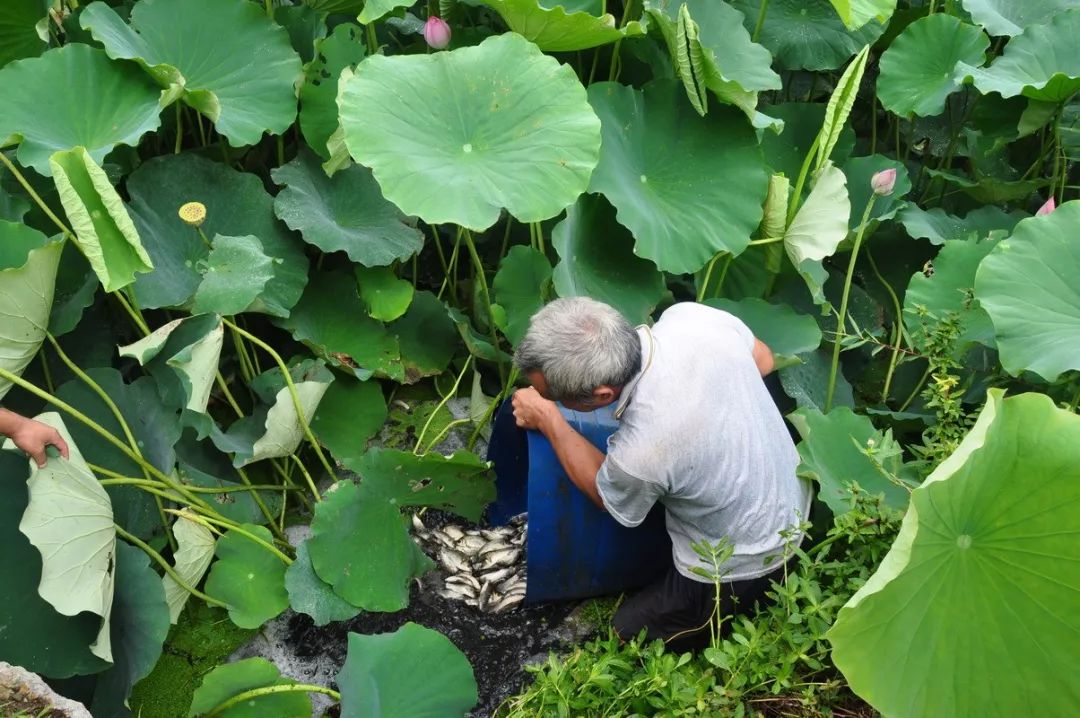 致富种植农民经历怎么写_致富种植农民经历了什么_农民致富种植经历