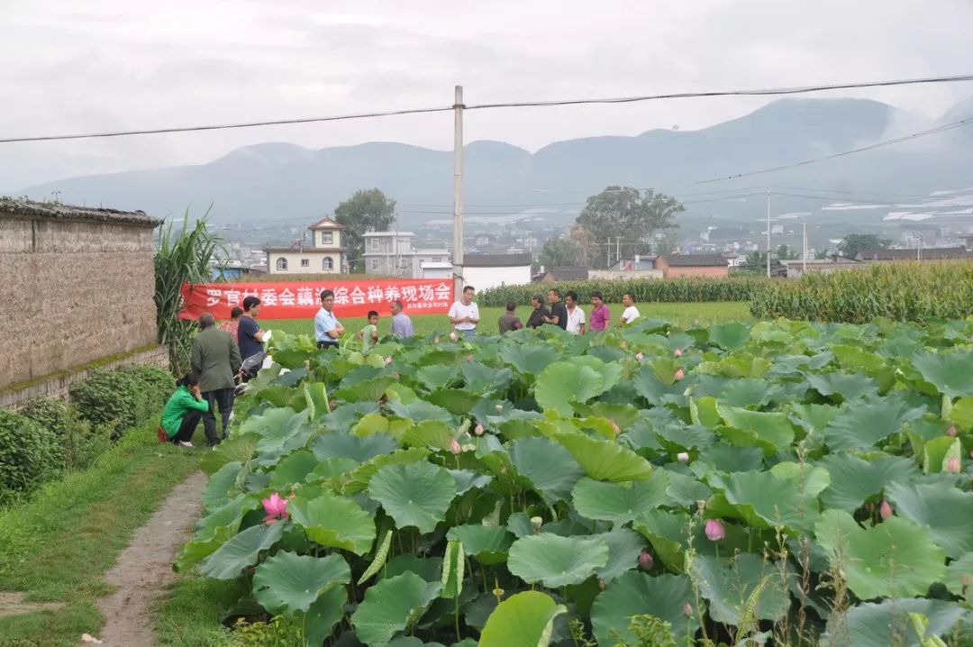 农民致富种植经历_致富种植农民经历了什么_致富种植农民经历怎么写