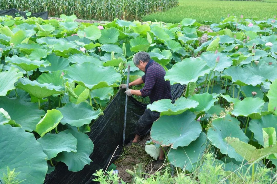 致富种植农民经历了什么_农民致富种植经历_致富种植农民经历怎么写