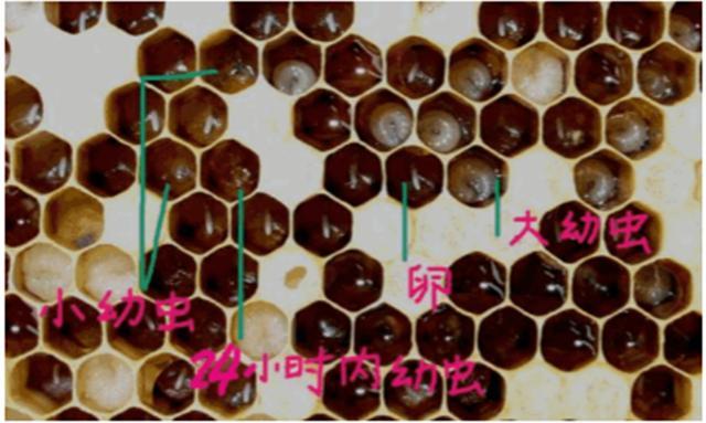 中蜂养殖技术大全_养蜂养殖技术_蜂的养殖技术