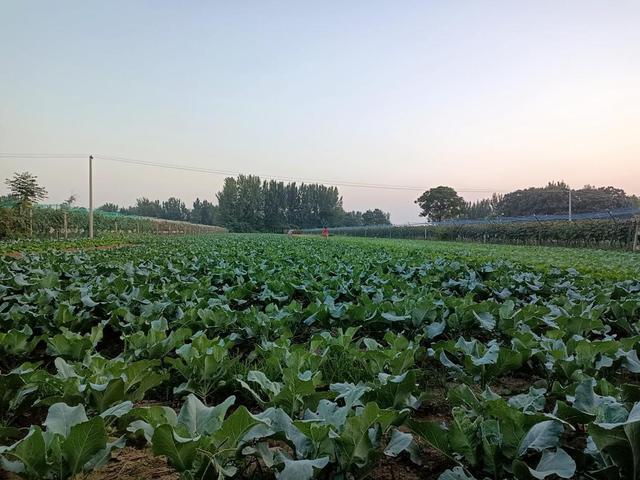 开封市通许县咸平街道：发展有机菜花产业 助农增收致富