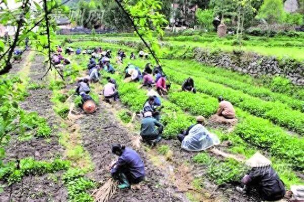 四川绵阳村民：种植中药材致富，实现绿色梦想！