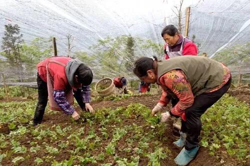 致富种植绿色农村的意义_农村绿色种植致富_农村绿色植物