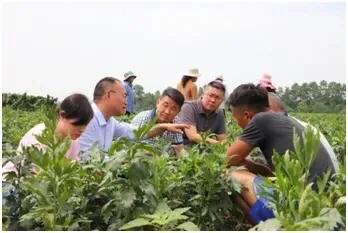 农村绿色植物_致富种植绿色农村的意义_农村绿色种植致富