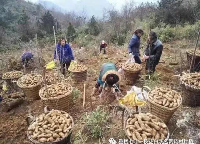 致富种植绿色农村的意义_农村绿色种植致富_农村绿色植物