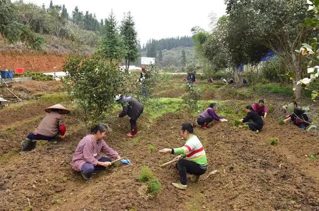 农村绿色植物_农村绿色种植致富_致富种植绿色农村的意义