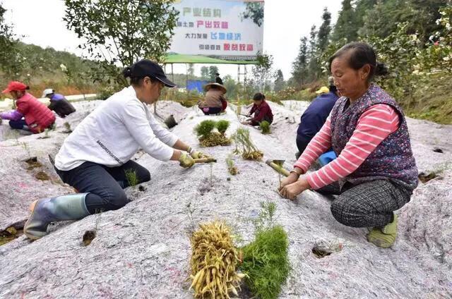 农村绿色植物_农村绿色种植致富_致富种植绿色农村的意义