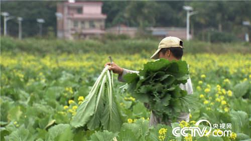 致富经：菜树变成“摇钱树”