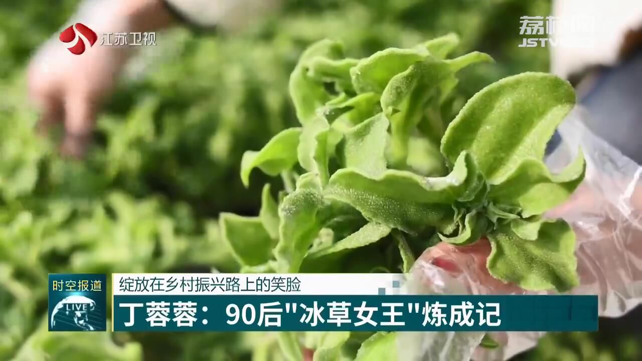 致富种植冰草怎么样_冰草种植致富_致富种植冰草图片