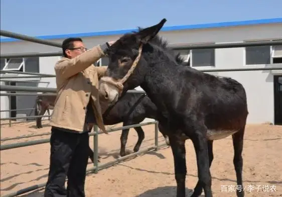 投资什么养殖致富_致富养殖业_致富养殖投资方案