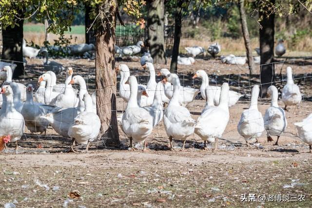 致富养殖业_家禽养殖致富吗_致富养鸡