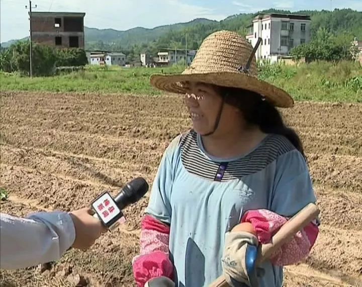 种红薯致富经_致富红薯种植农村图片大全_农村种植红薯致富