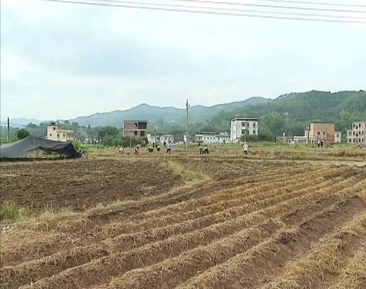 农村种植红薯致富_致富红薯种植农村图片大全_种红薯致富经