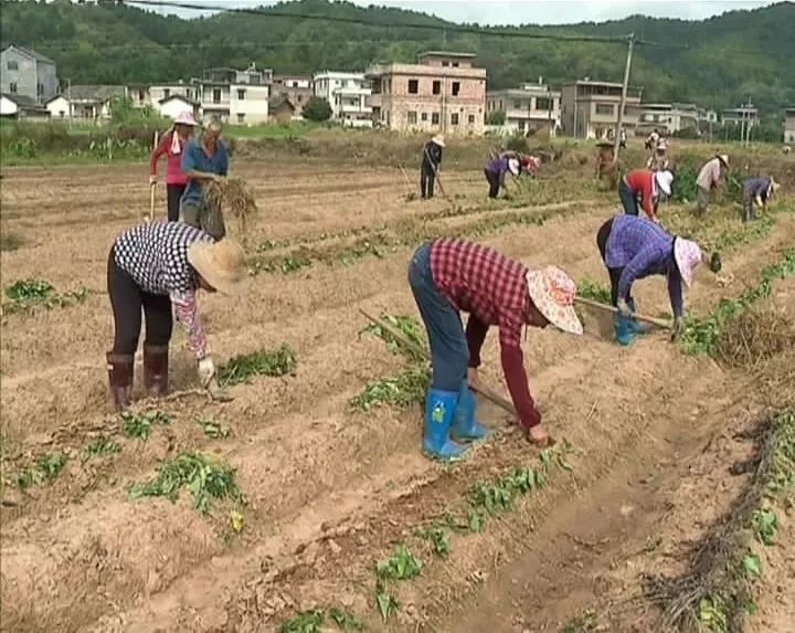 种红薯致富经_致富红薯种植农村图片大全_农村种植红薯致富