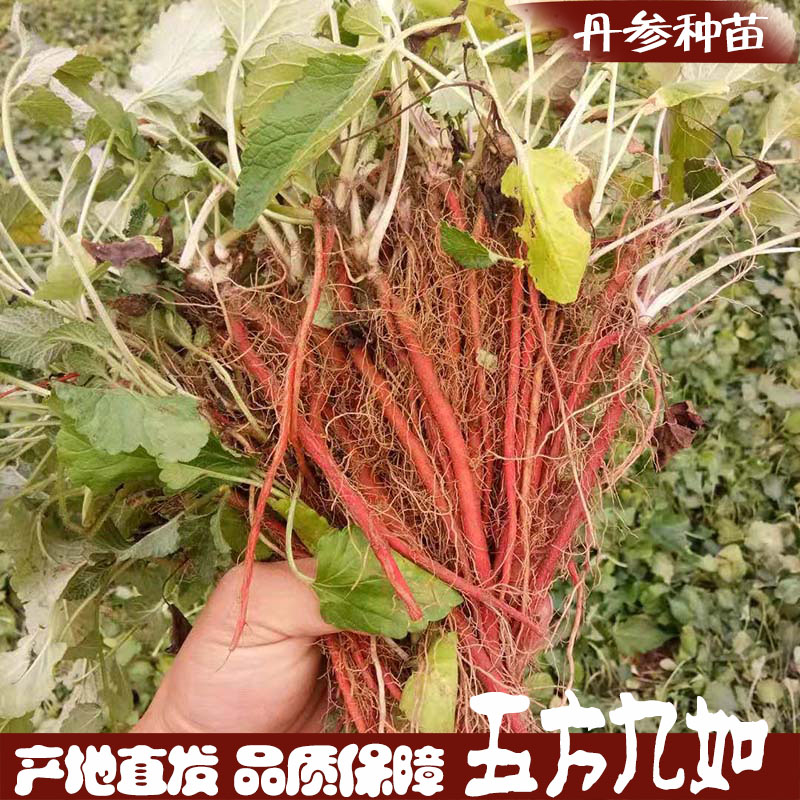 致富经药材种植视频_中药材种植致富经_药材种植致富项目