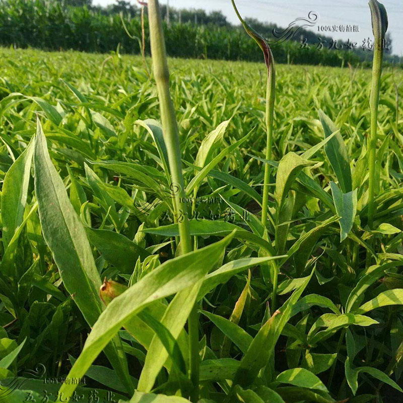 药材种植致富项目_致富经药材种植视频_中药材种植致富经