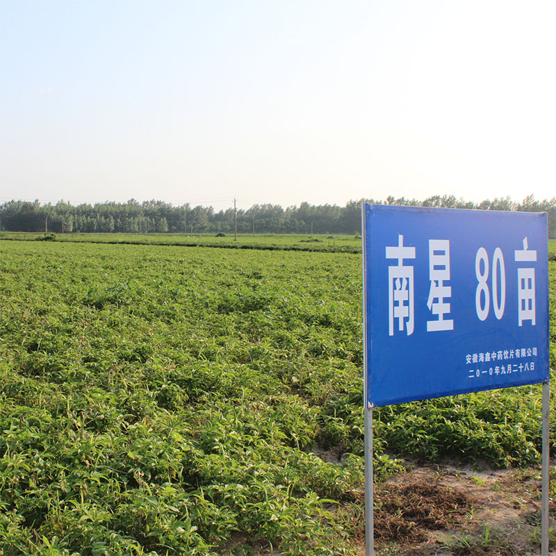 中药材种植致富经_药材种植致富项目_致富经药材种植视频