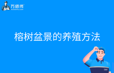 榕树盆景的养殖方法和注意事项？适合摆放在家里吗？