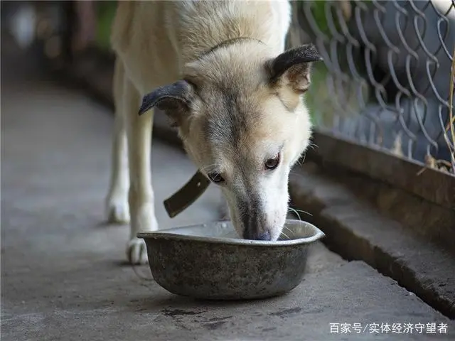 投资什么养殖致富_养殖致富网500元投资_致富养殖业