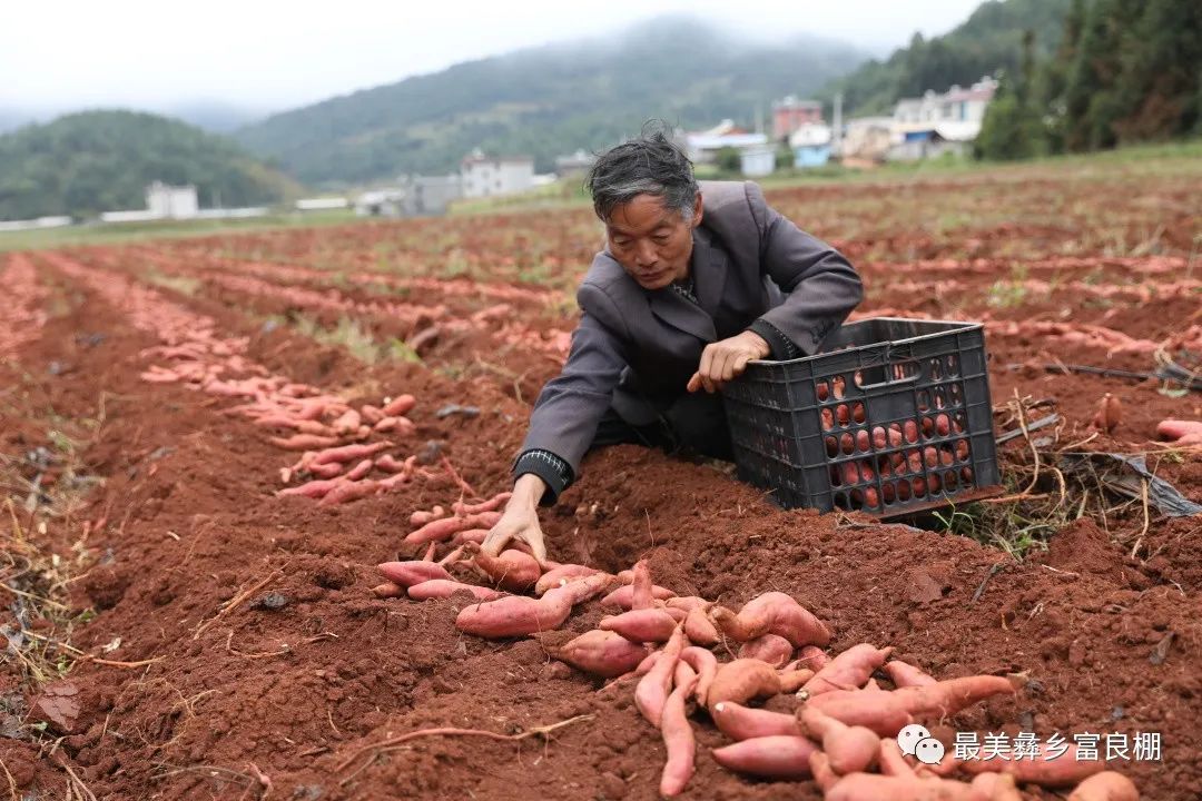 农村种植红薯致富_农村种植红薯怎么样_致富红薯种植农村视频