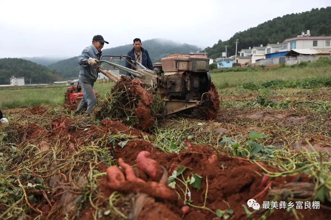 致富红薯种植农村视频_农村种植红薯怎么样_农村种植红薯致富