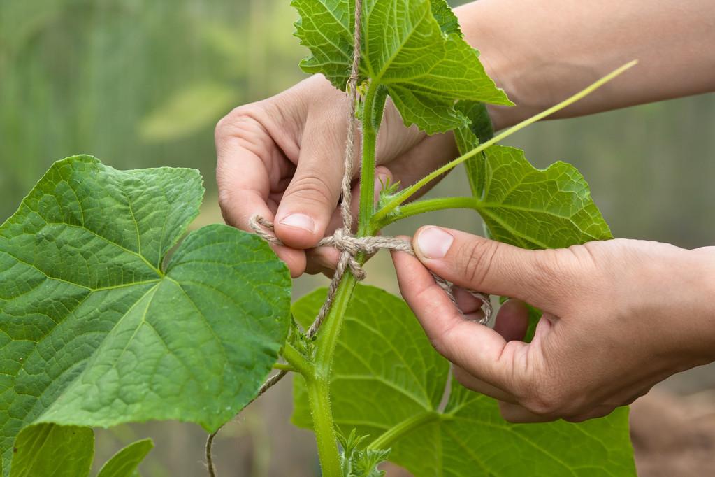 青瓜怎样种植技术_种植青瓜技术视频_种植青瓜技术与管理