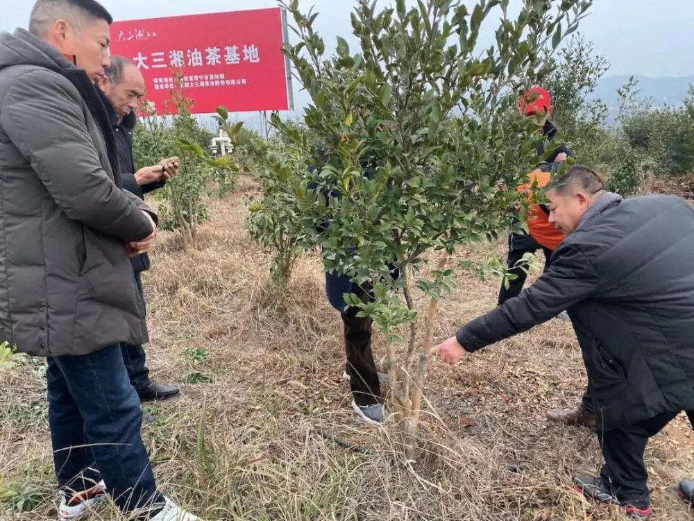 河南农村橘子视频_致富经河南橘子_致富橘子河南话叫什么