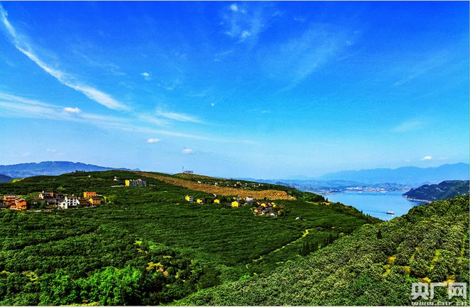 重庆忠县：“三峡橘乡”的致富经