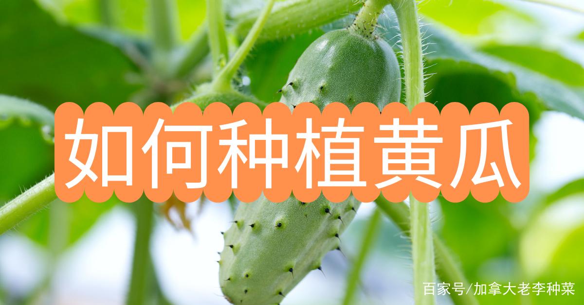 如何种植黄瓜？黄瓜种植方法简单易学，新手也可以很快上手