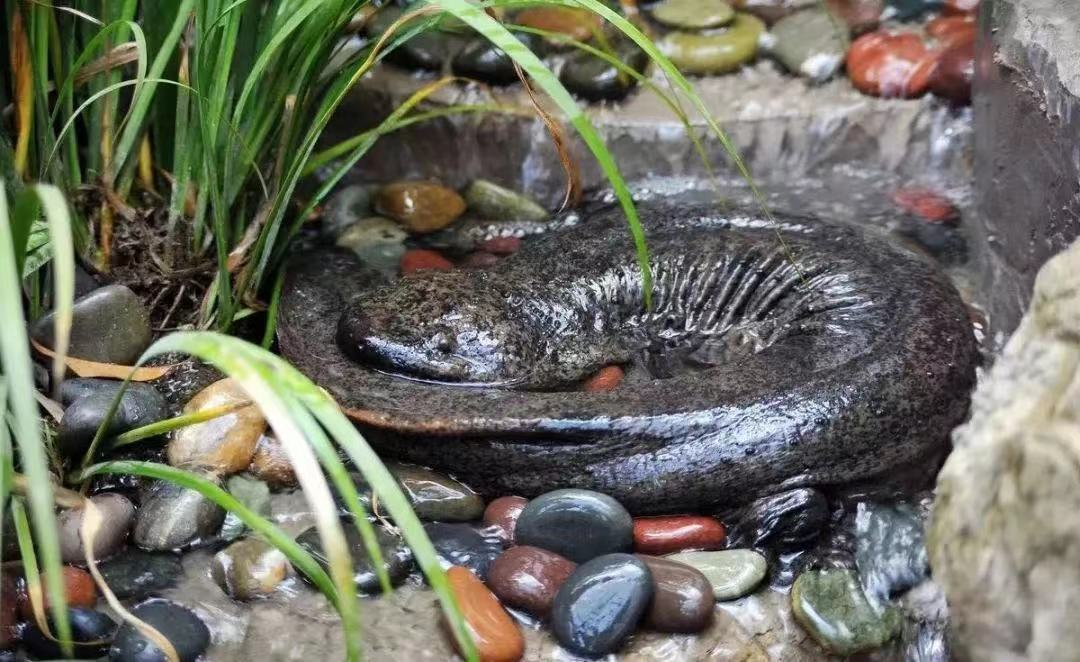 娃娃鱼产业新蓝海，华鲵生物布局大健康，践行“科学营养战略”