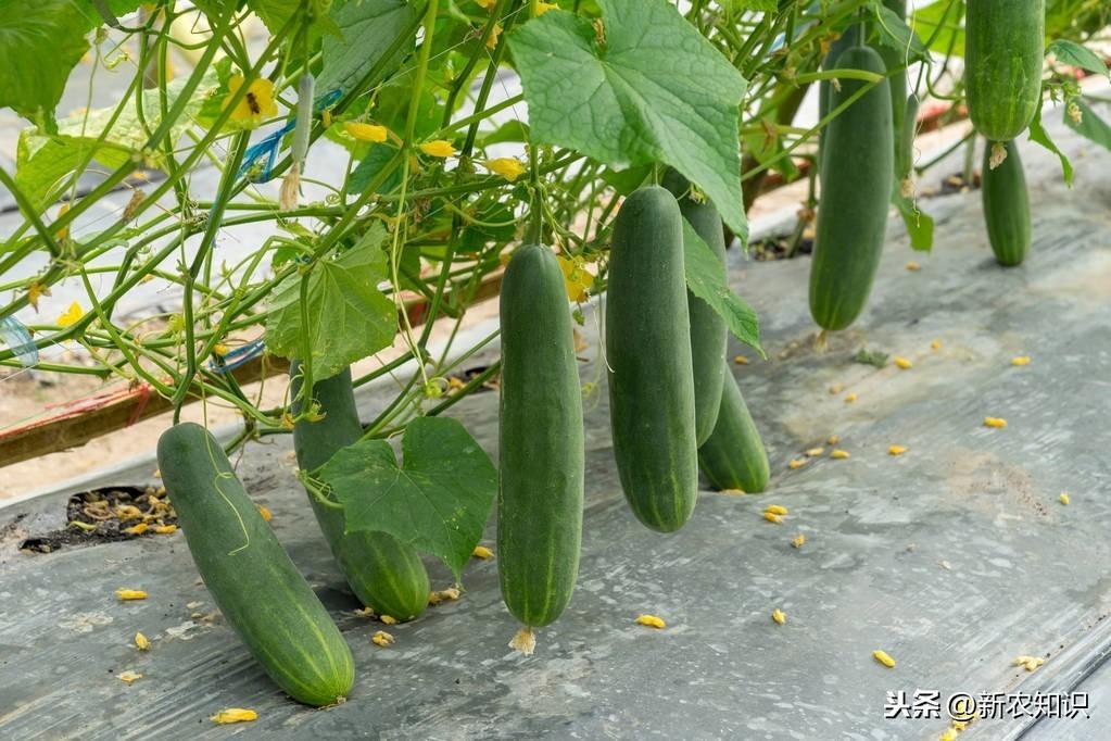 种植青瓜技术要点_种植青瓜的技术和方法_青瓜怎样种植技术