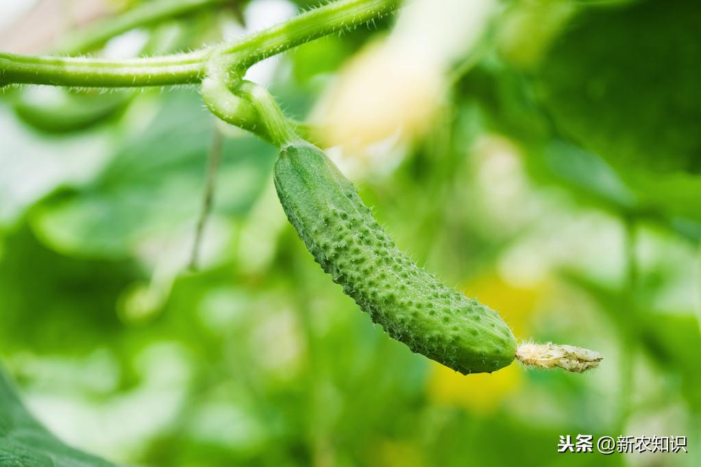 种植青瓜的技术和方法_种植青瓜技术要点_青瓜怎样种植技术