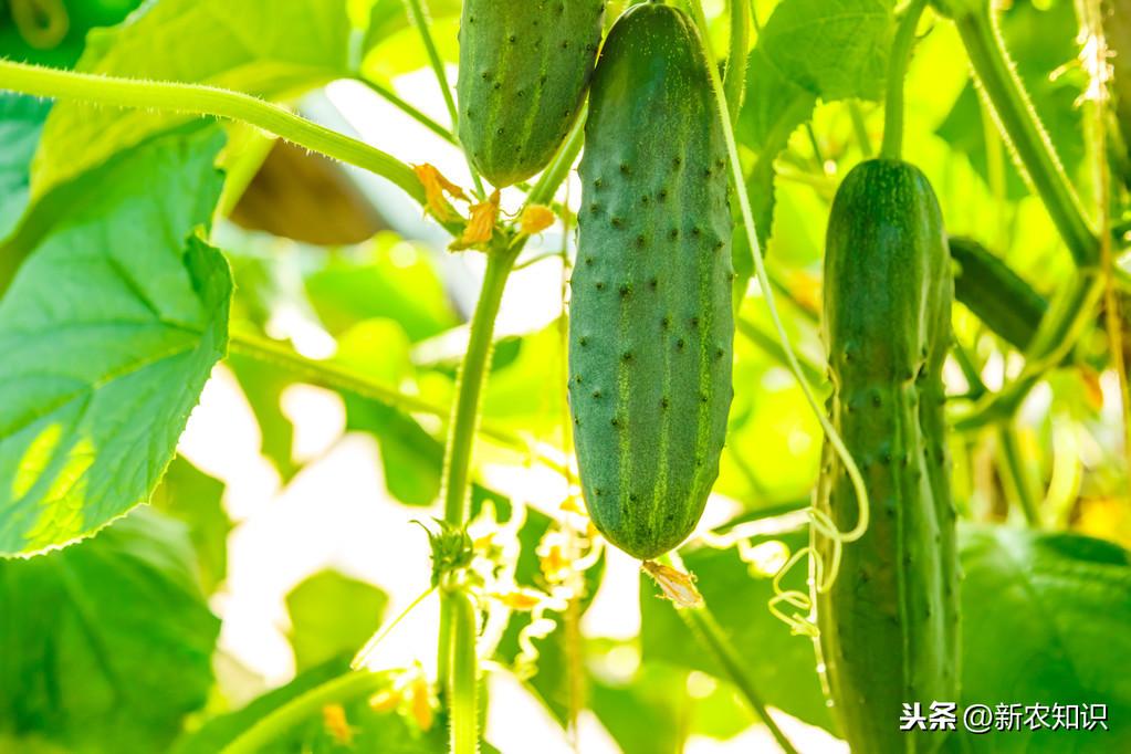 种植青瓜的技术和方法_青瓜怎样种植技术_种植青瓜技术要点