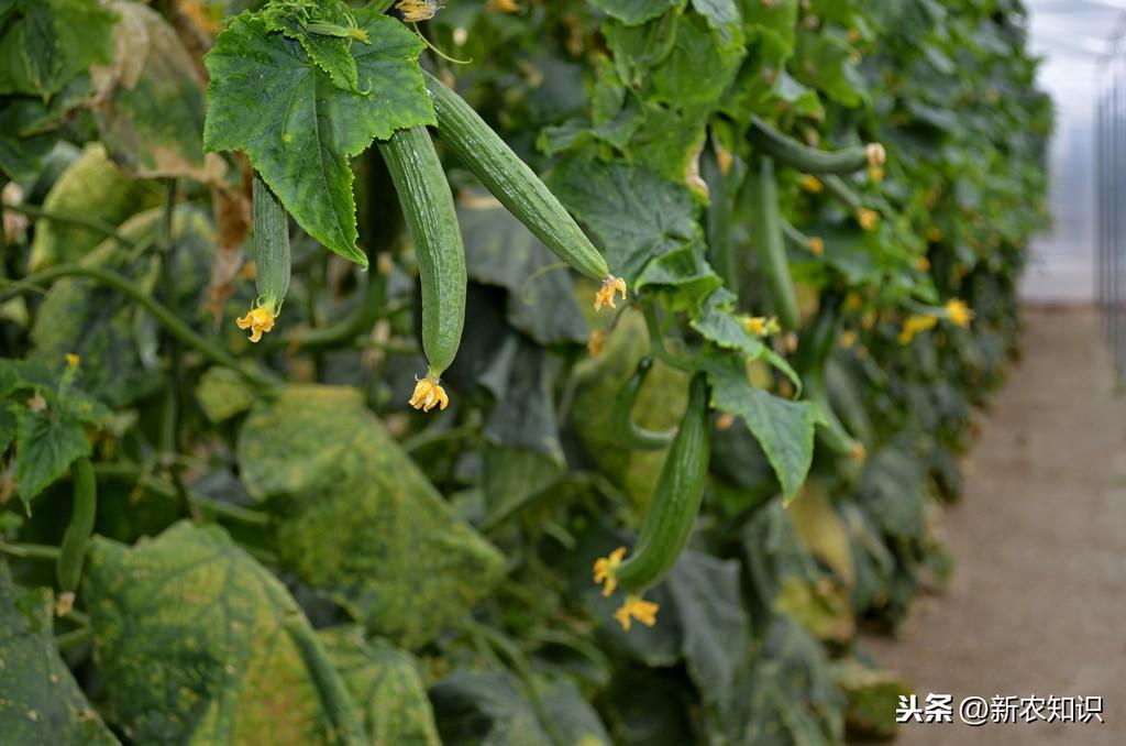 青瓜怎样种植技术_种植青瓜的技术和方法_种植青瓜技术要点