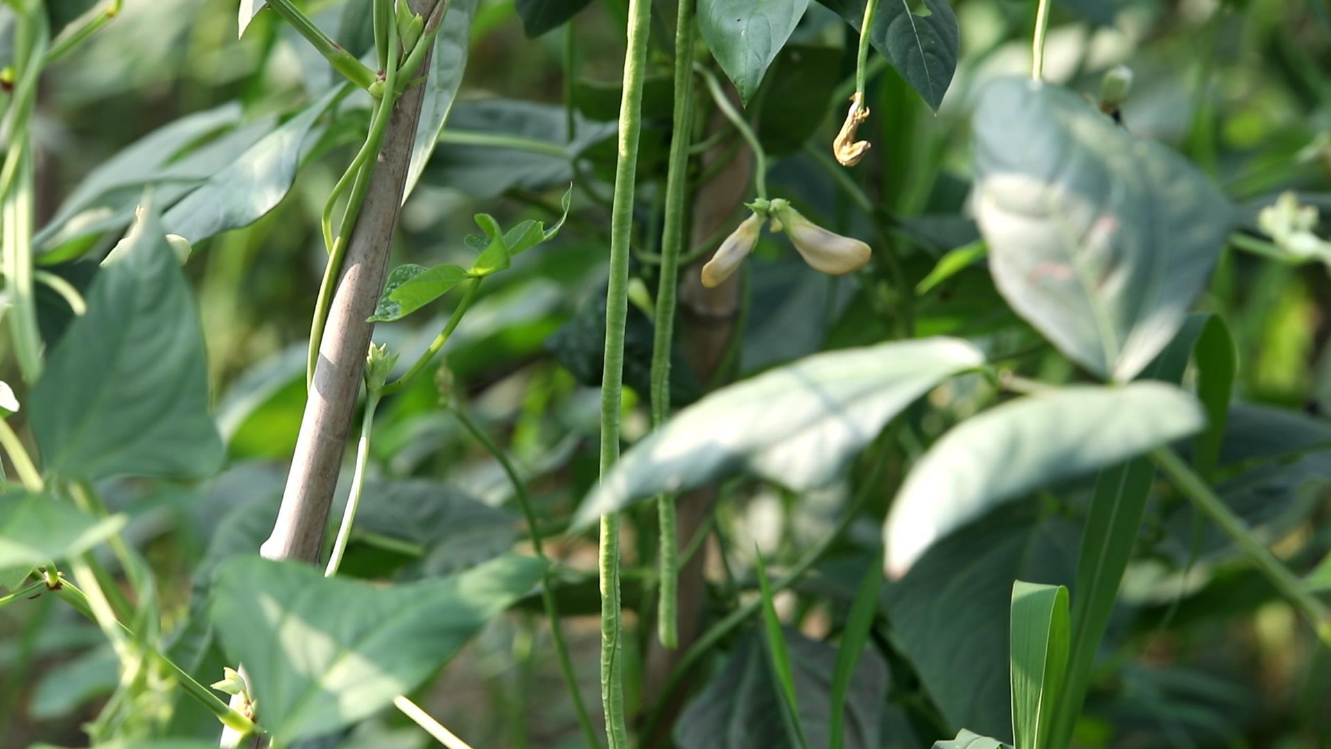 种植青瓜技术要点_种植青瓜技术与管理_青瓜怎样种植技术