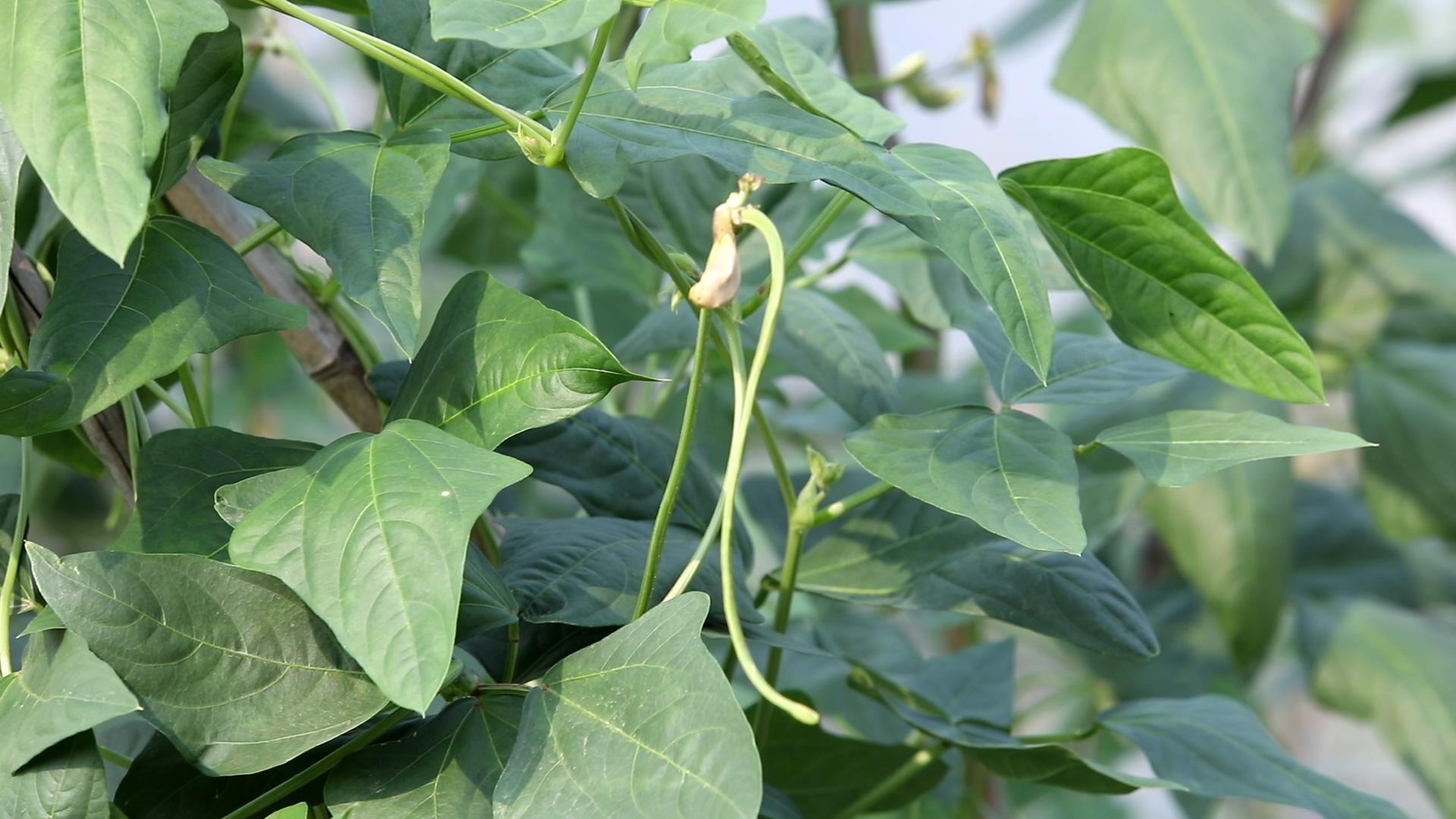 青瓜怎样种植技术_种植青瓜技术与管理_种植青瓜技术要点