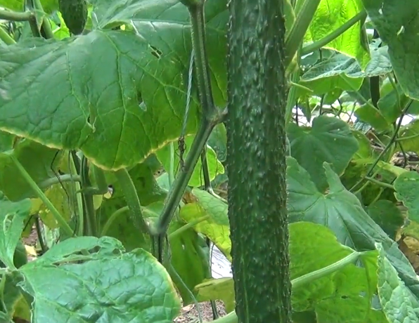 种植青瓜技术要点_种植青瓜技术与管理_青瓜怎样种植技术