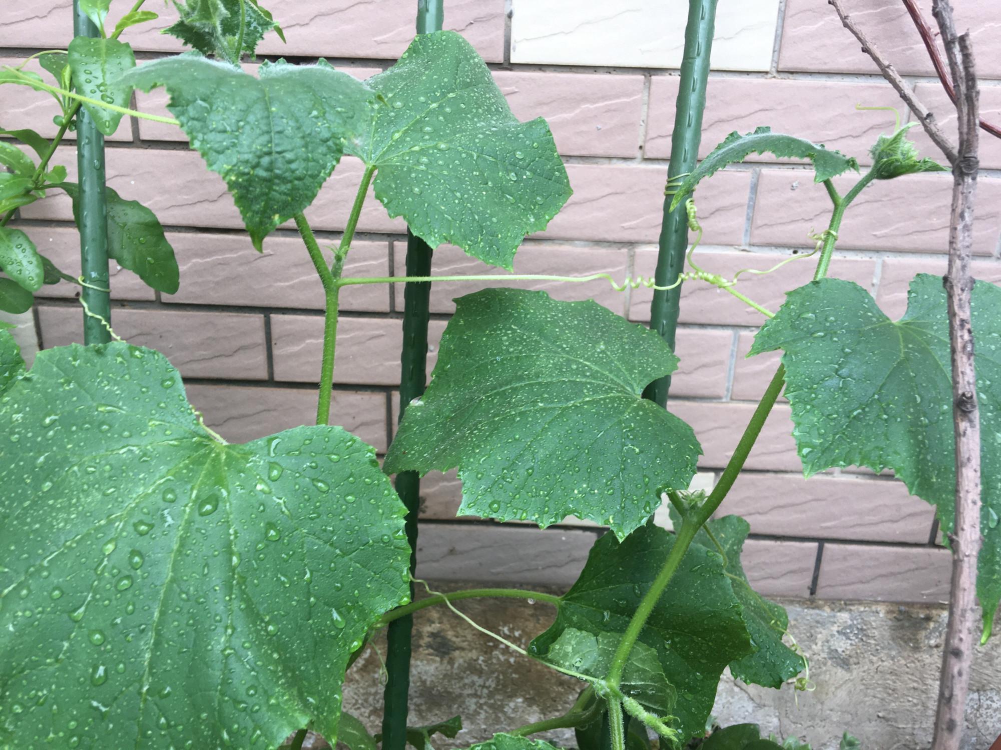 青瓜怎样种植技术_种植青瓜的技术和方法_种植青瓜技术与管理