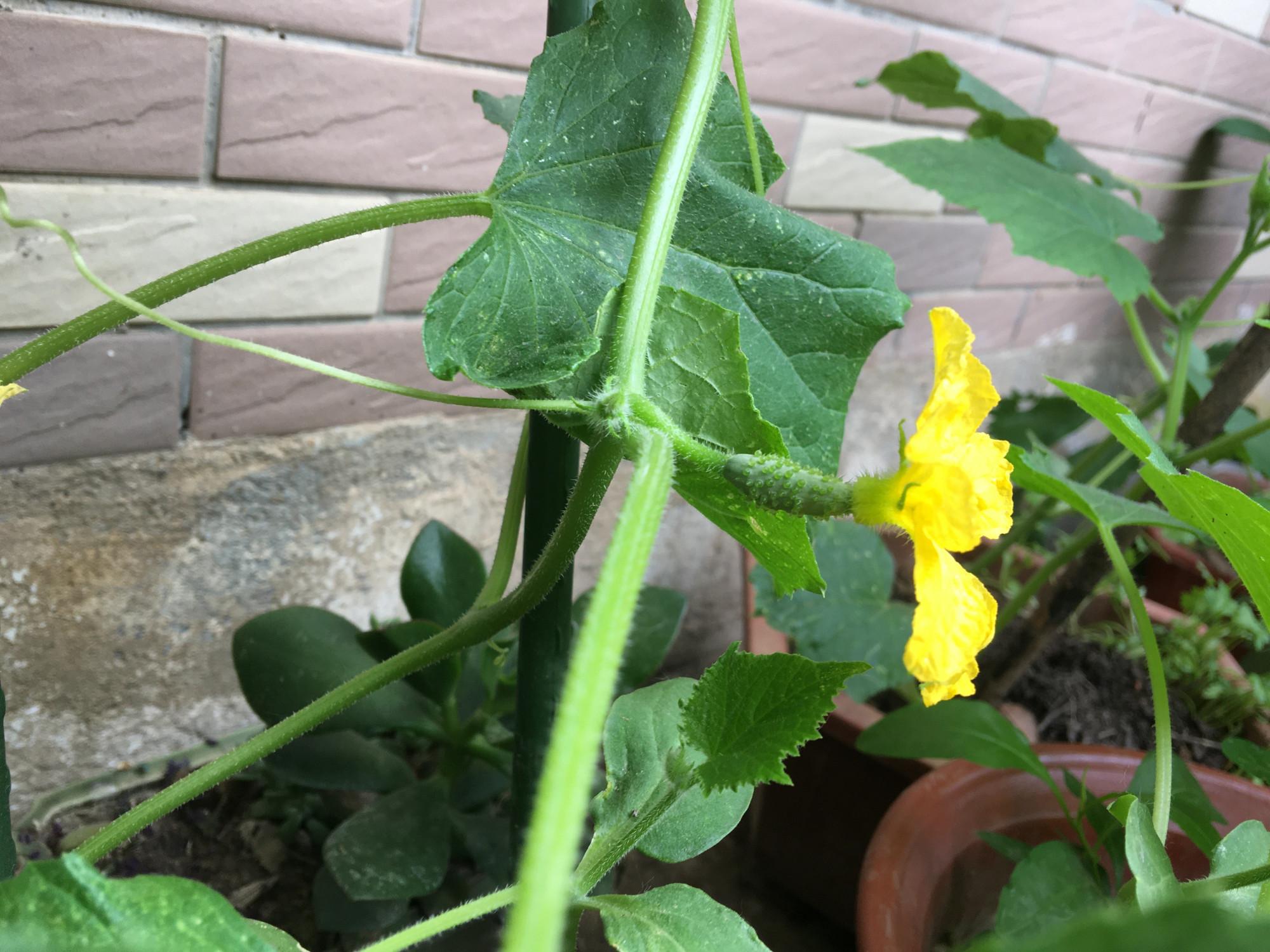 种植青瓜技术与管理_青瓜怎样种植技术_种植青瓜的技术和方法