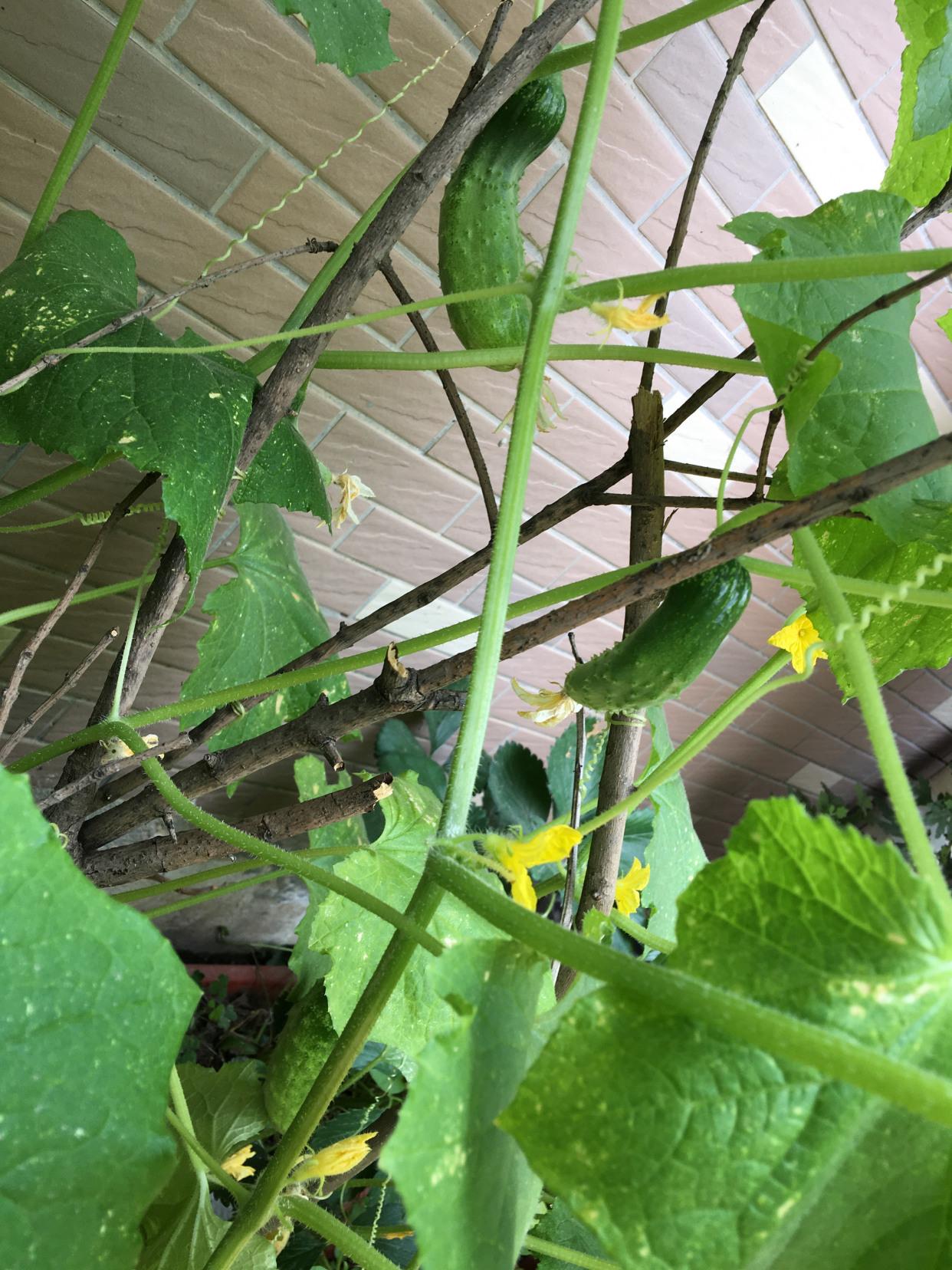 青瓜怎样种植技术_种植青瓜的技术和方法_种植青瓜技术与管理