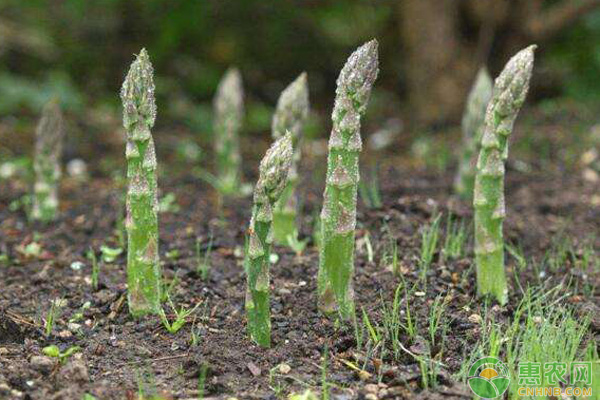 芦笋在家怎么种？芦笋的家庭种植方法-图片版权归惠农网所有