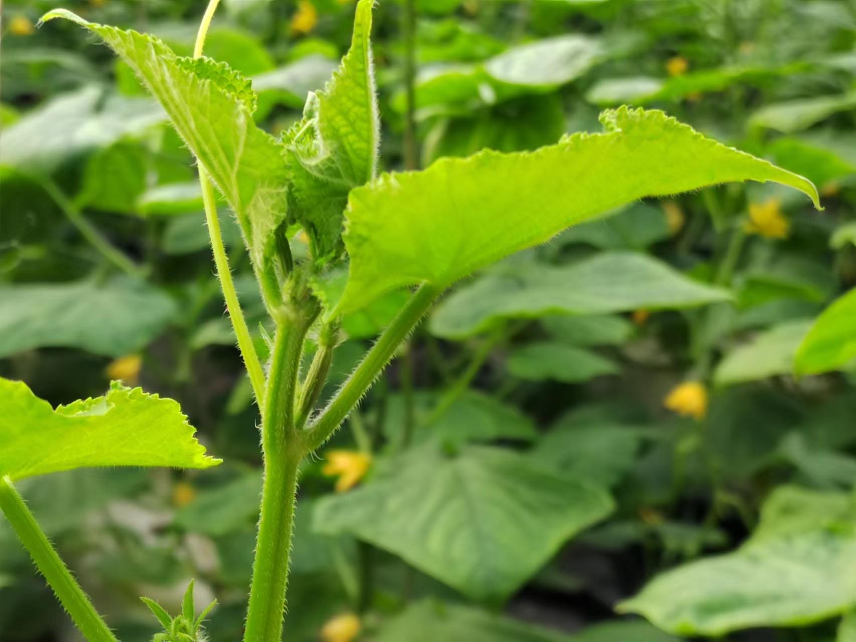 青瓜怎样种植技术_种植青瓜的技术和方法_如何种植青瓜