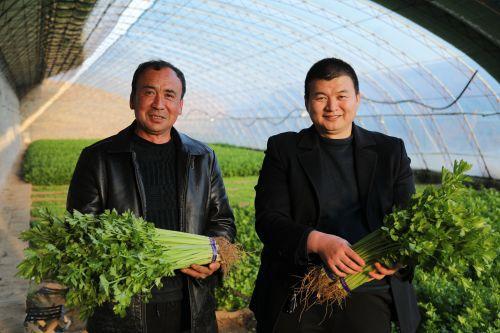 榆阳区张滩村麦芹喜丰收 以“芹”致富